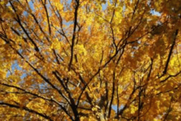 Grandma's on the Family Tree