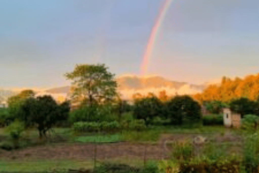 The Whys and Wherefores of my Exit - Stories by Frieda McRae