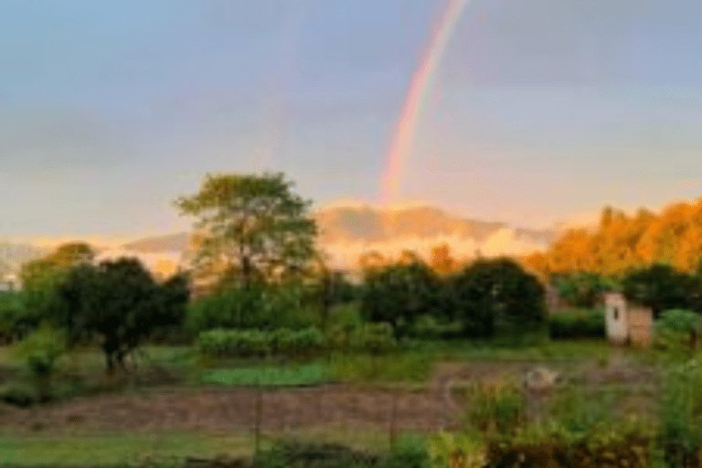 The Whys and Wherefores of my Exit - Stories by Frieda McRae