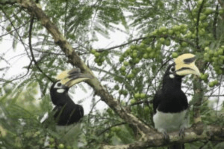 A Haggle of Hornbills