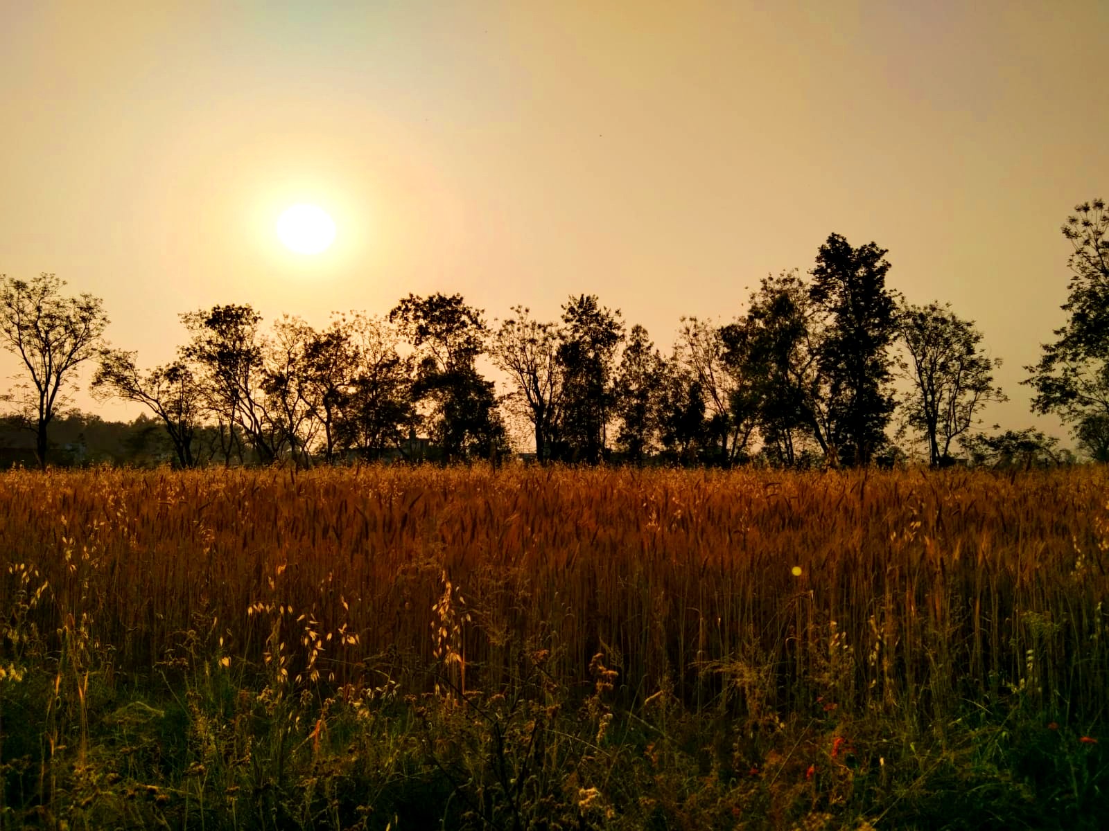 Like Seeds - Stories by Frieda McRae