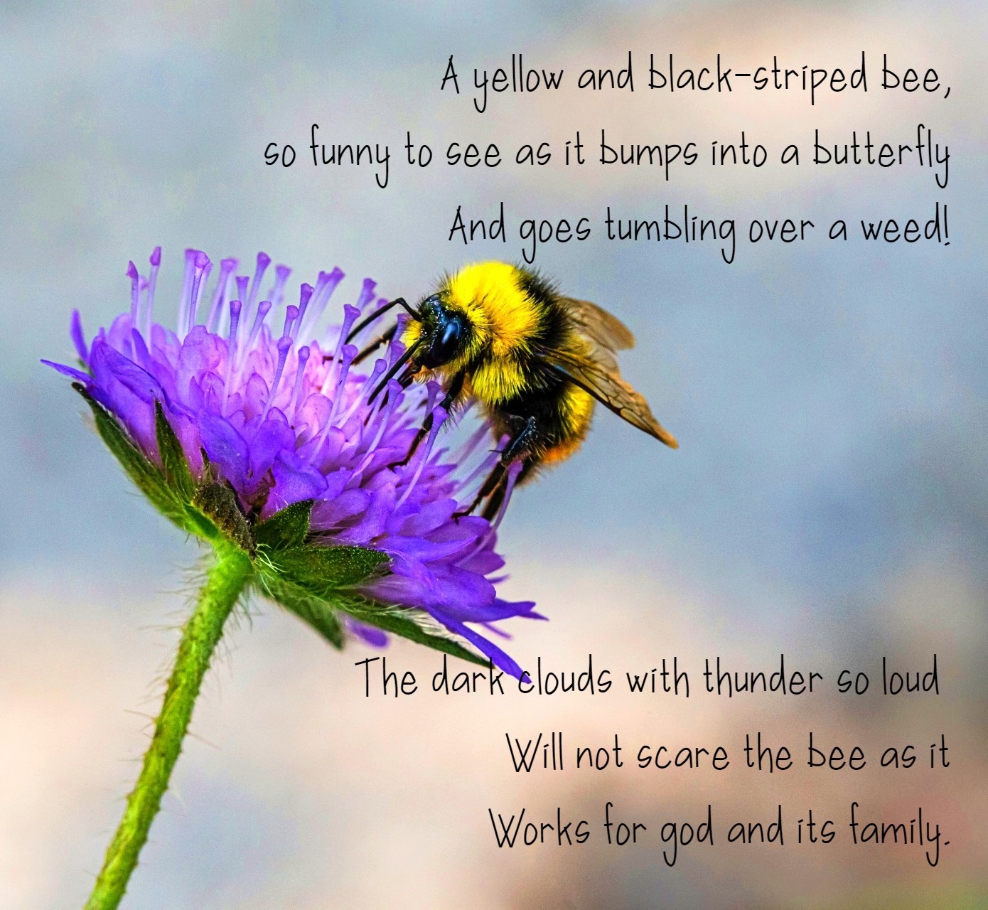 The Accidental Poem - Stories by Frieda McRae