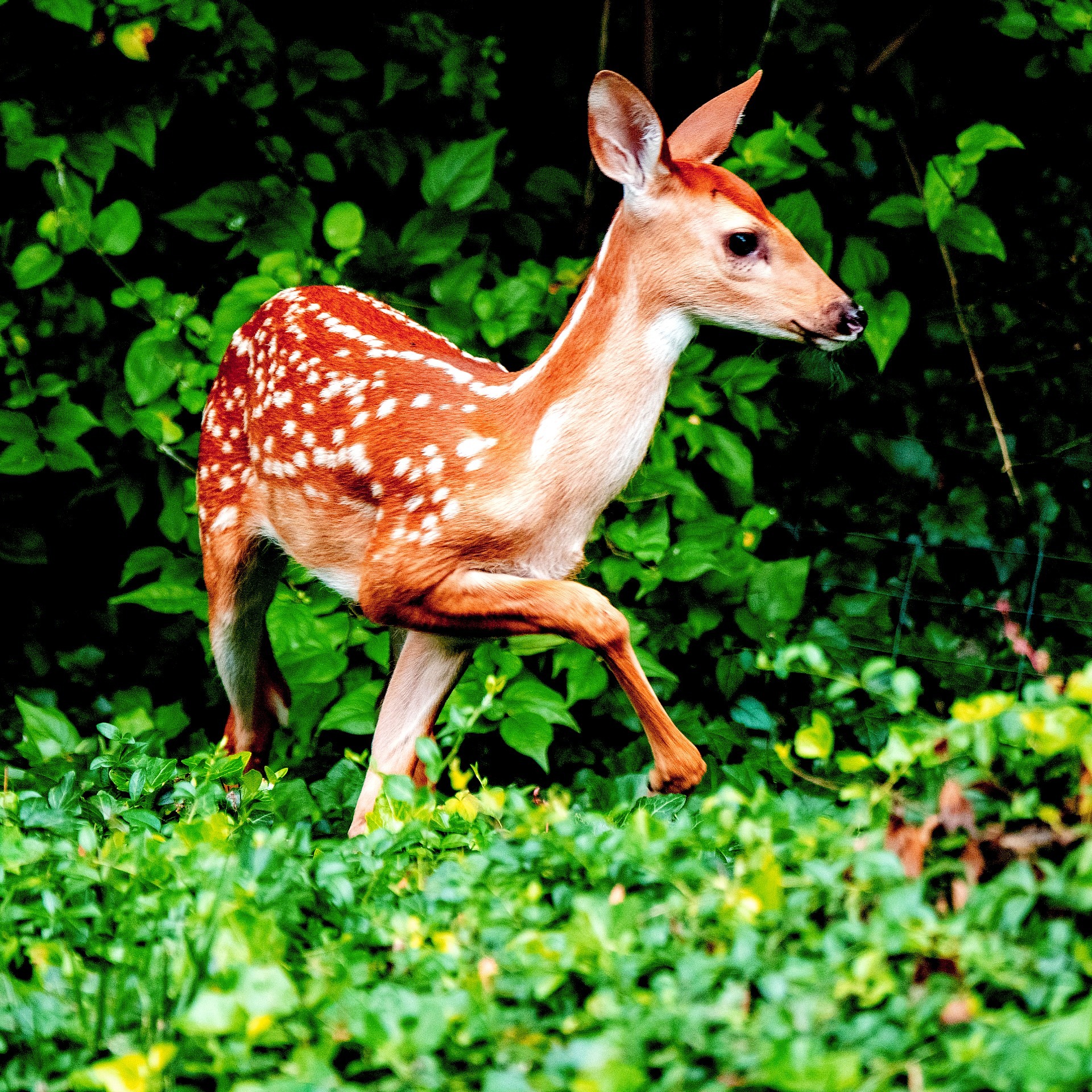 The Accidental Poem - Stories by Frieda McRae