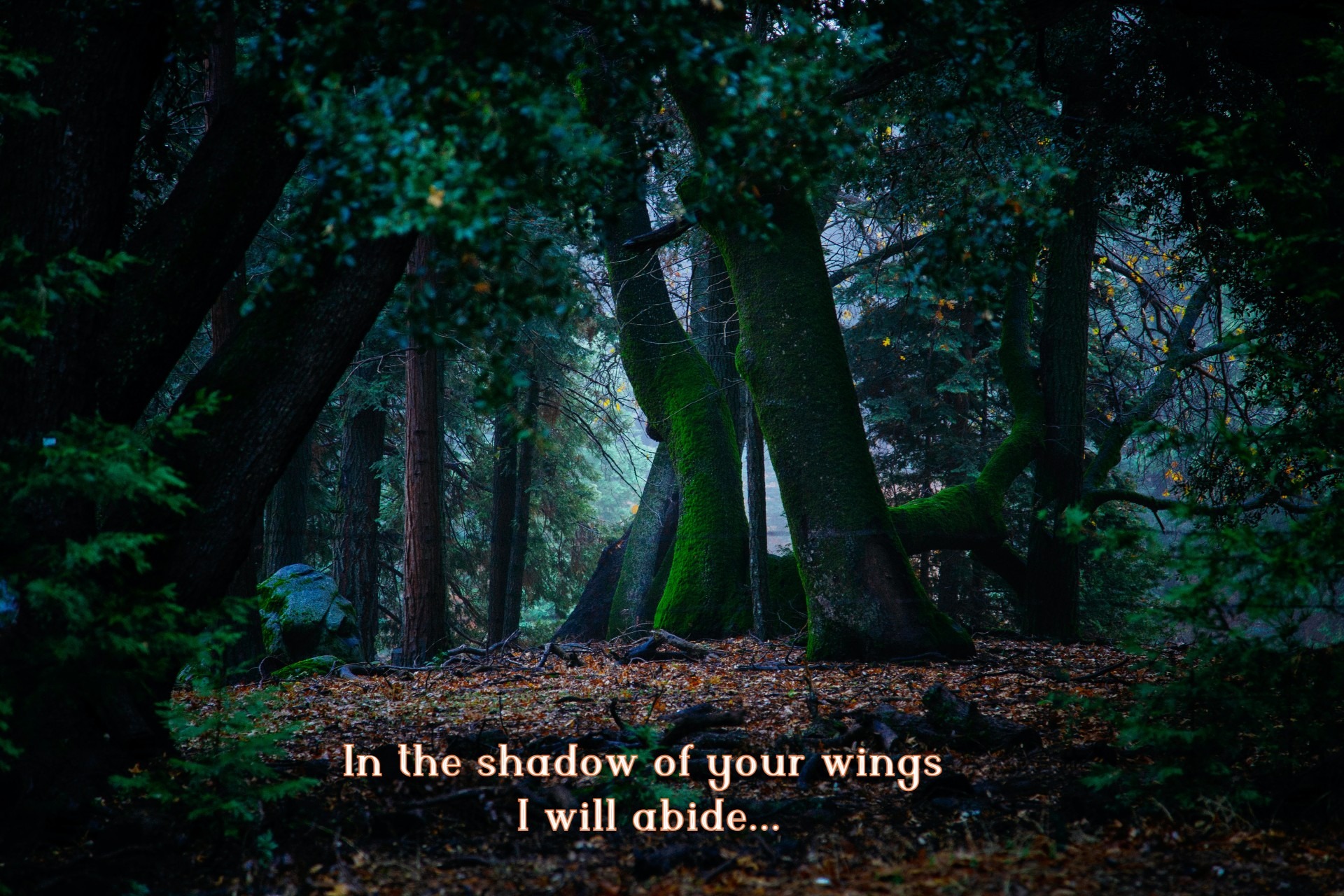 Meena The Blessed - Stories by Frieda McRae