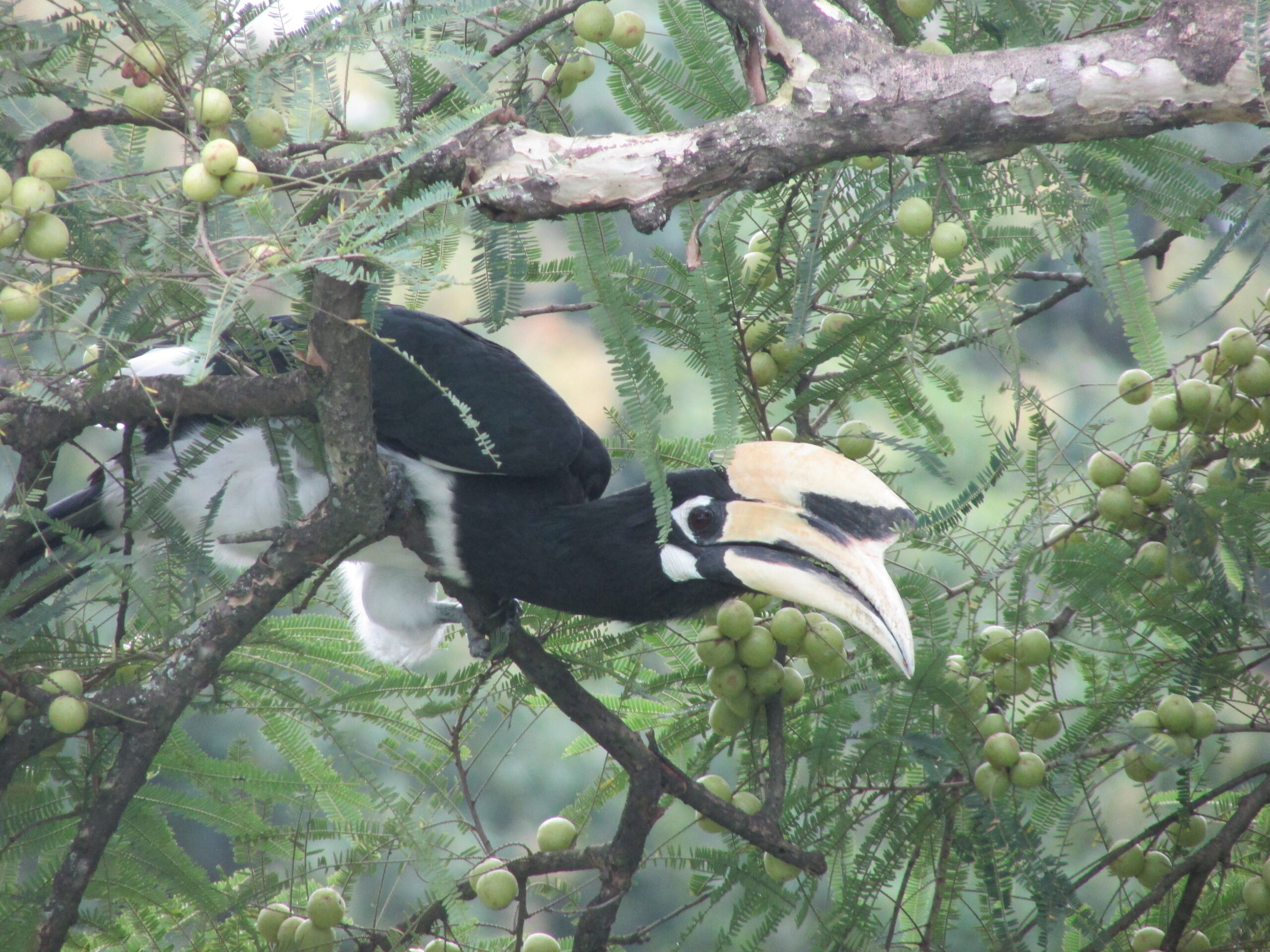 A Haggle of Hornbills - Stories by Frieda McRae