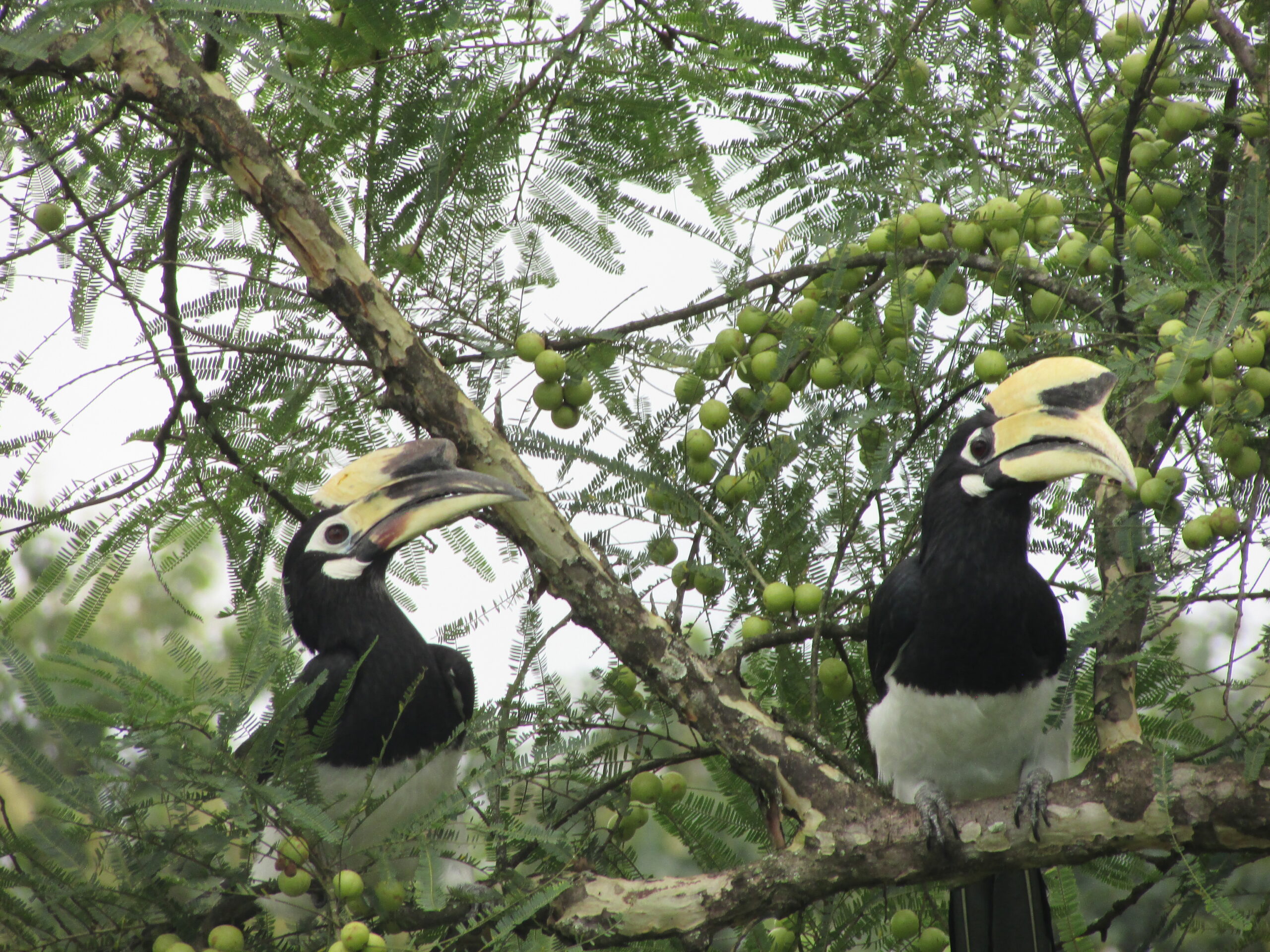 A Haggle of Hornbills - Stories by Frieda McRae
