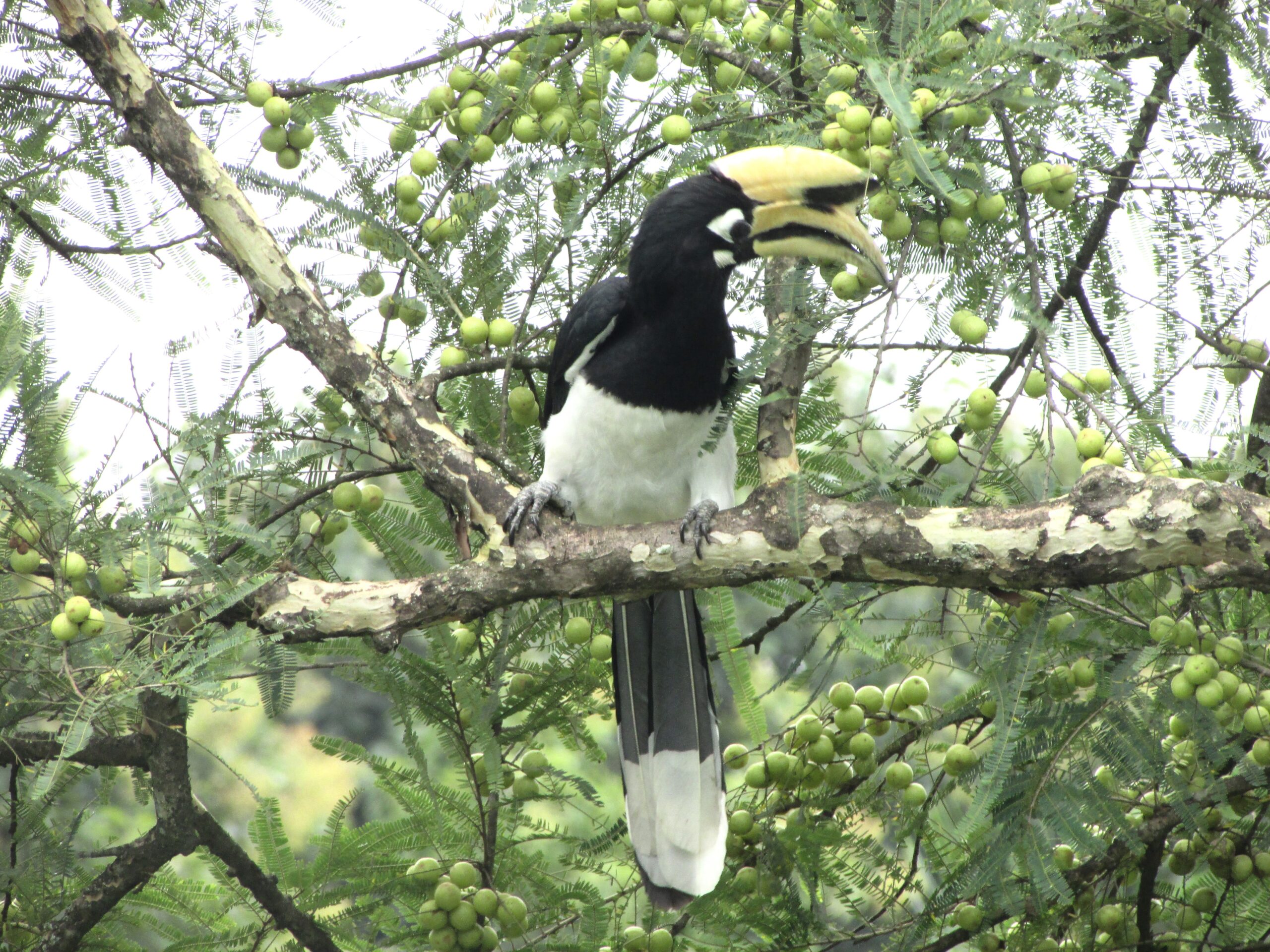 A Haggle of Hornbills - Stories by Frieda McRae