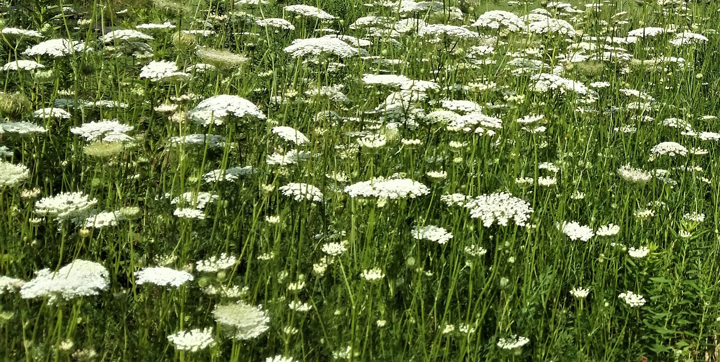 Officially Vulnerable - Stories by Frieda McRae