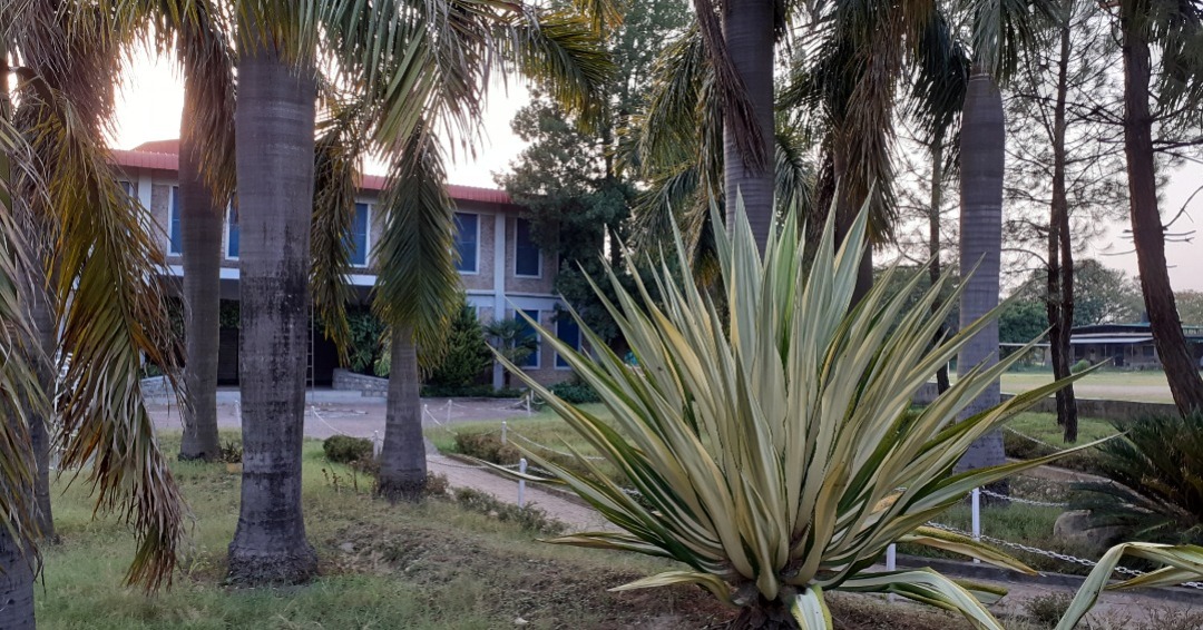 Art is a Happening - Stories by Frieda McRae