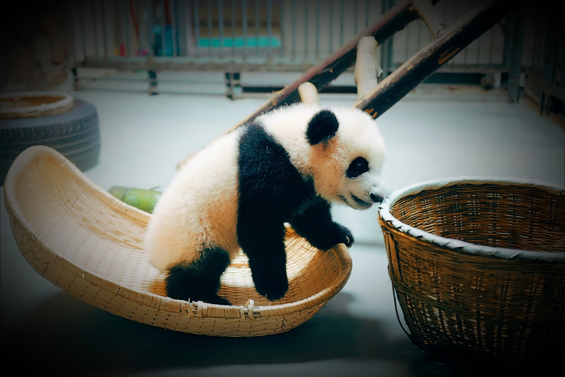 The Accidental Poem - Stories by Frieda McRae