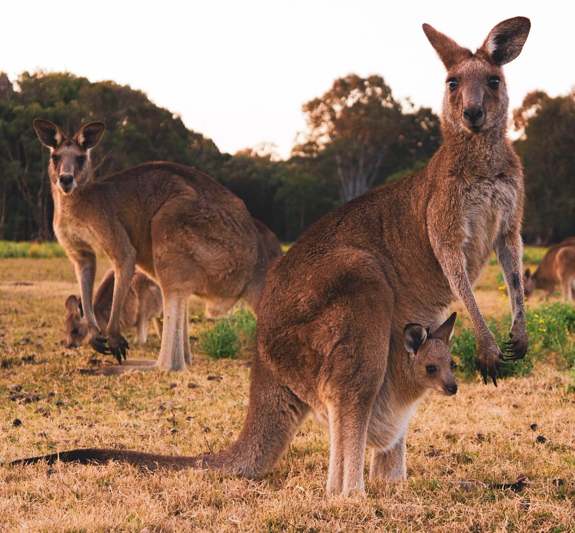 The Accidental Poem - Stories by Frieda McRae