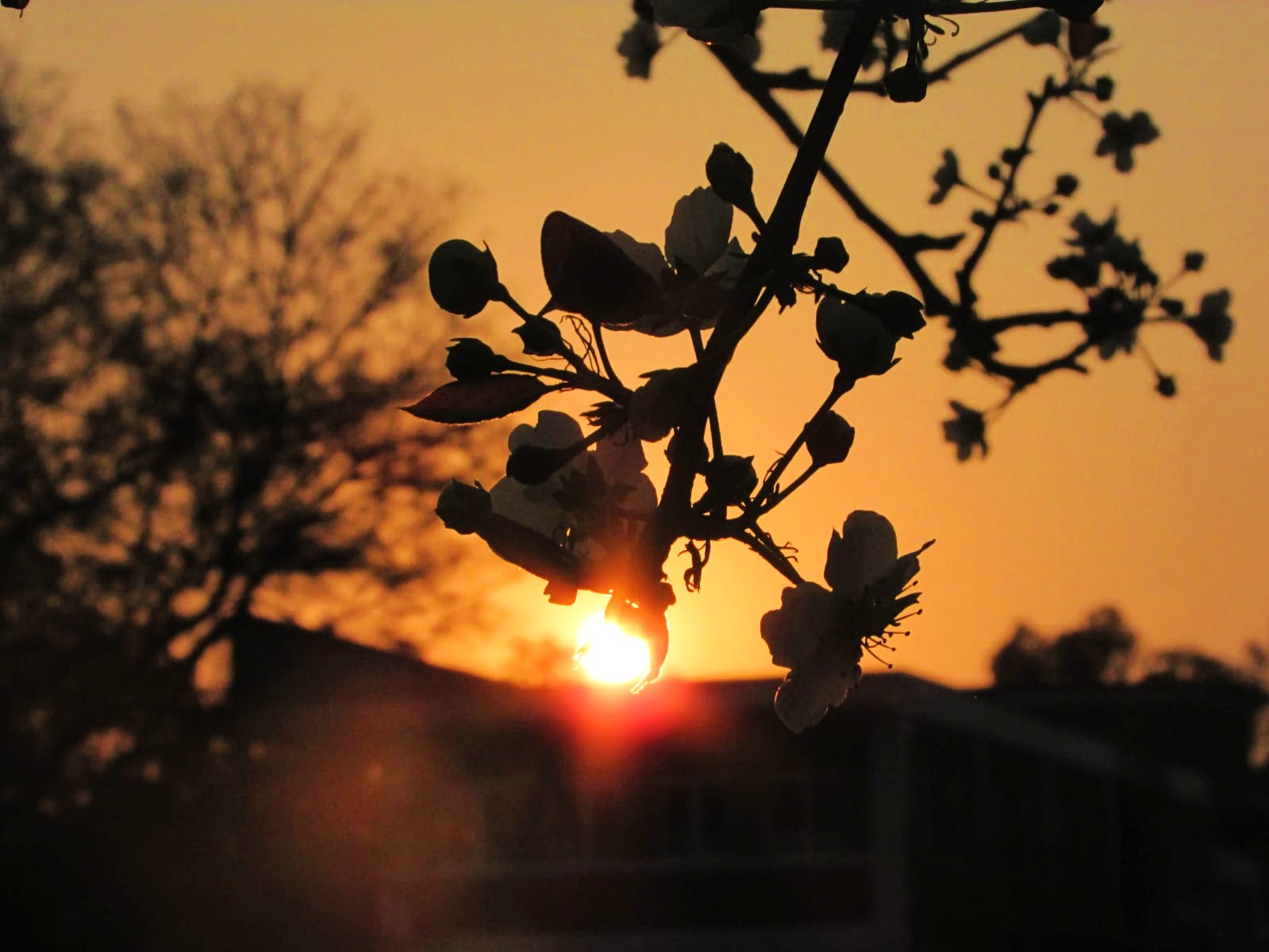 Sushil Remembers - Stories by Frieda McRae