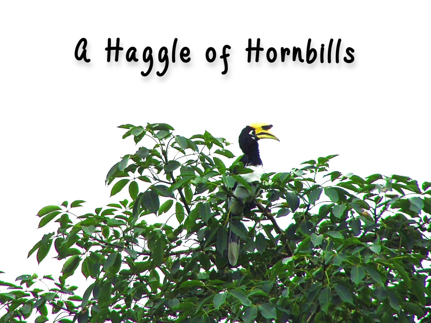 A Haggle of Hornbills - Stories by Frieda McRae