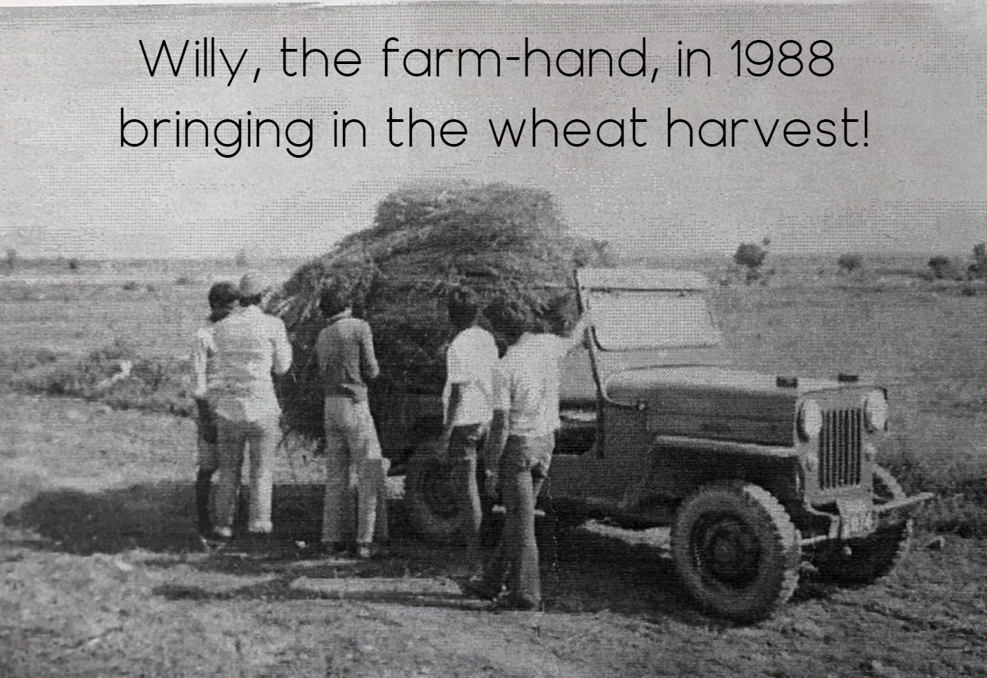 Willy Dies - Stories by Frieda McRae