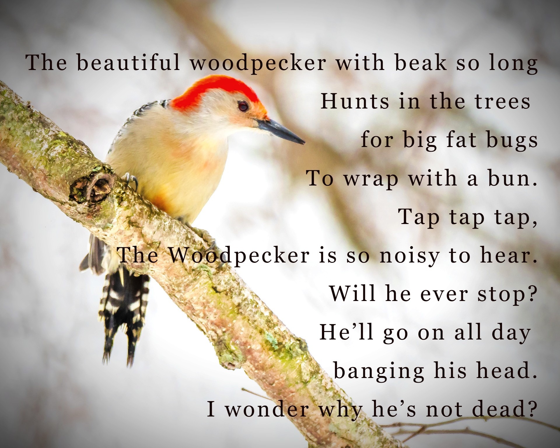 The Accidental Poem - Stories by Frieda McRae