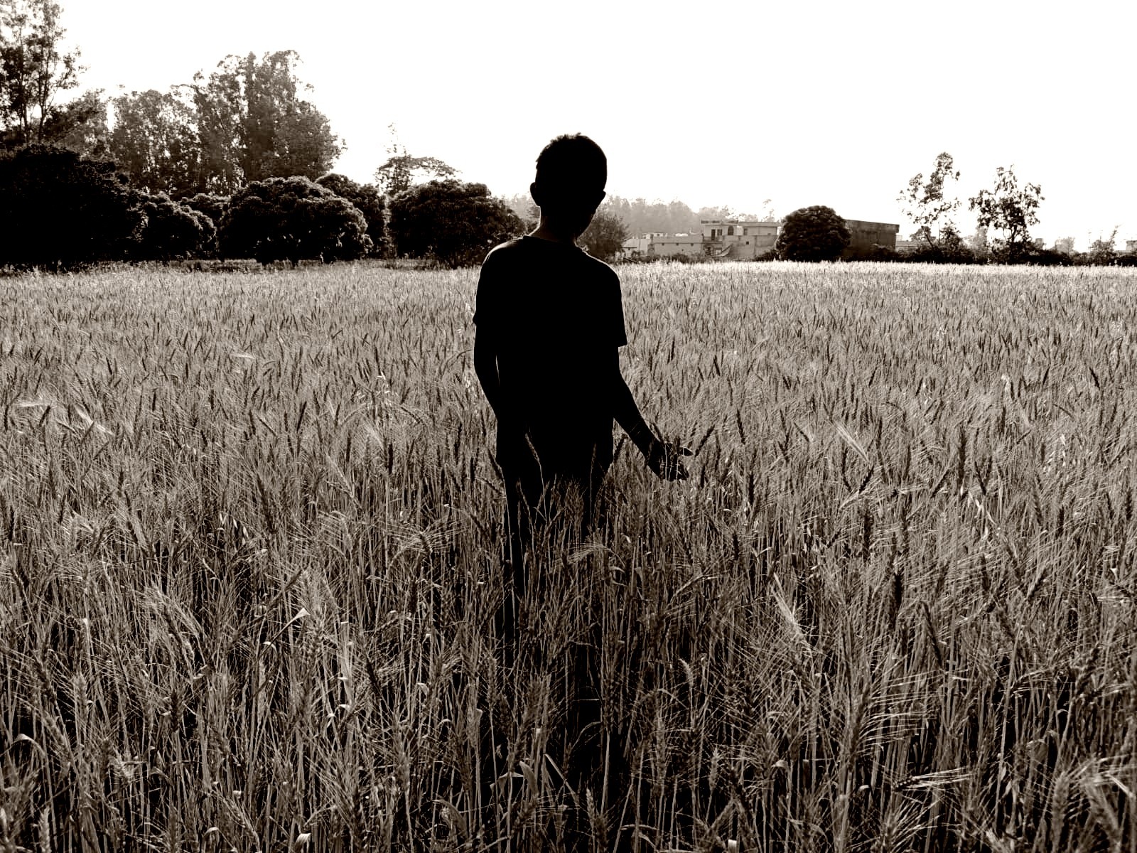 Like Seeds - Stories by Frieda McRae