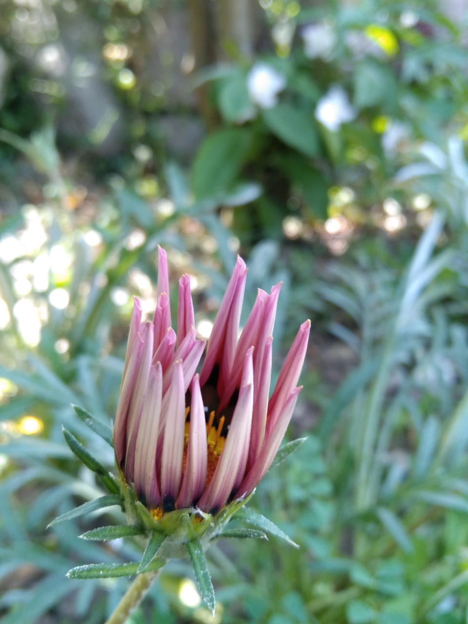 Like Seeds - Stories by Frieda McRae