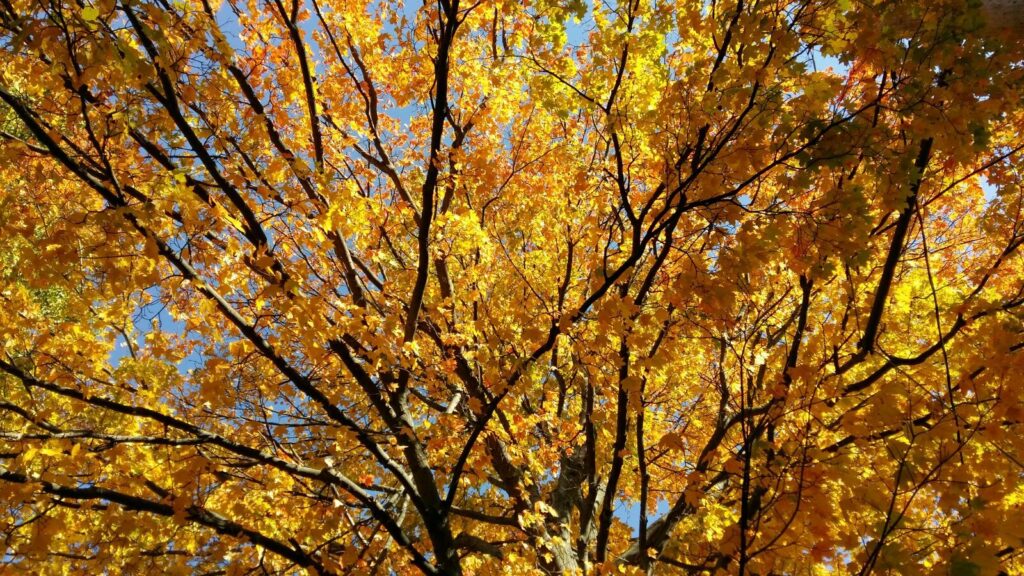 Grandmas on The Family Tree - Stories by Frieda McRae