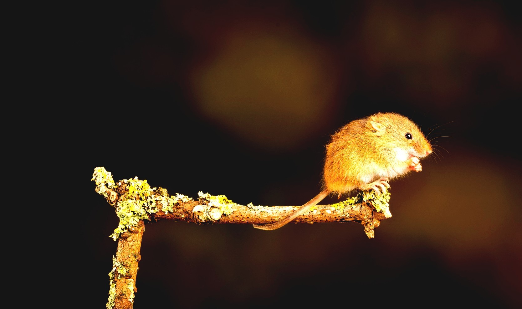 The Accidental Poem - Stories by Frieda McRae