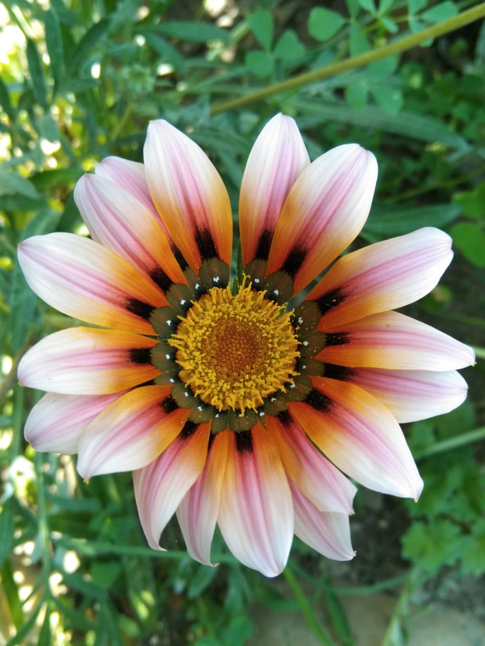 Like Seeds - Stories by Frieda McRae