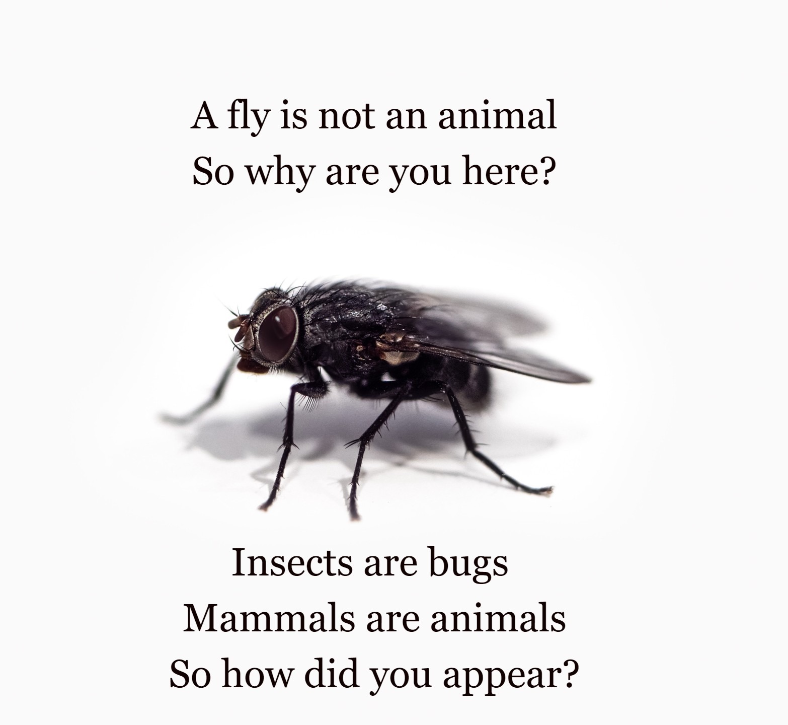 The Accidental Poem - Stories by Frieda McRae