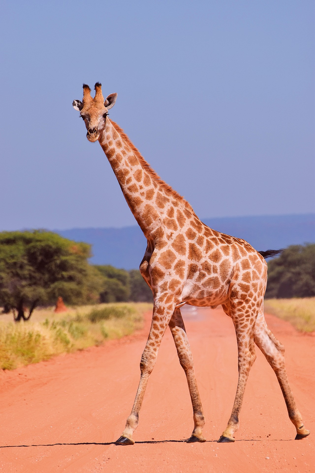 The Accidental Poem - Stories by Frieda McRae