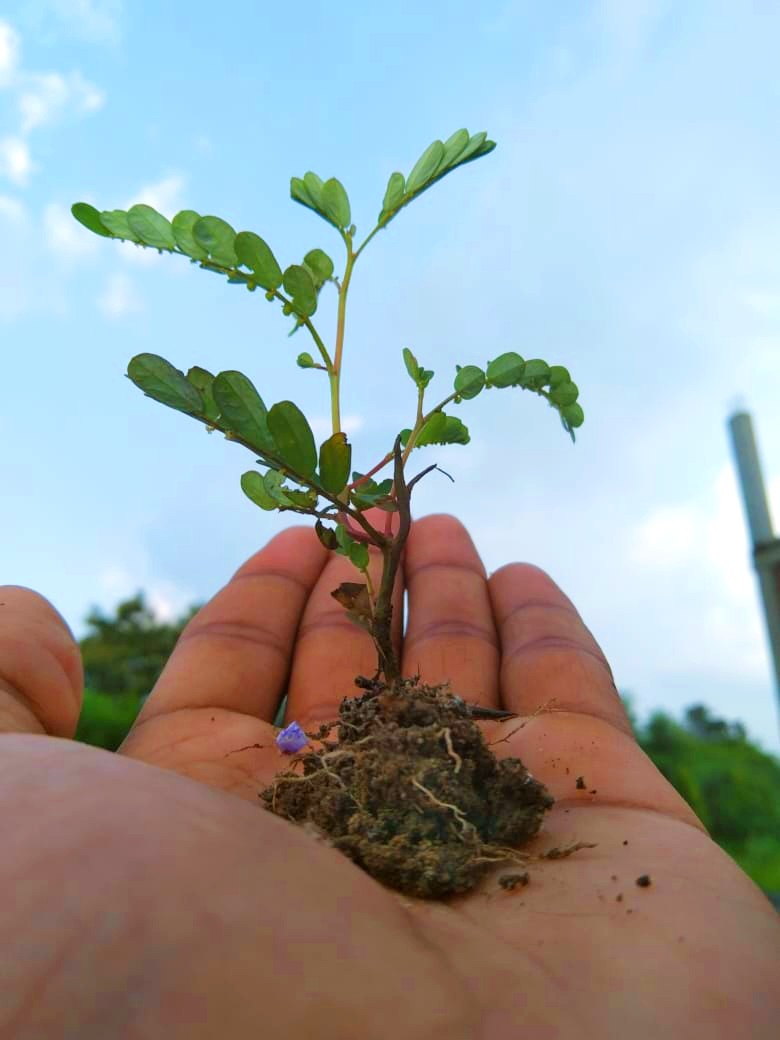 Like Seeds - Stories by Frieda McRae