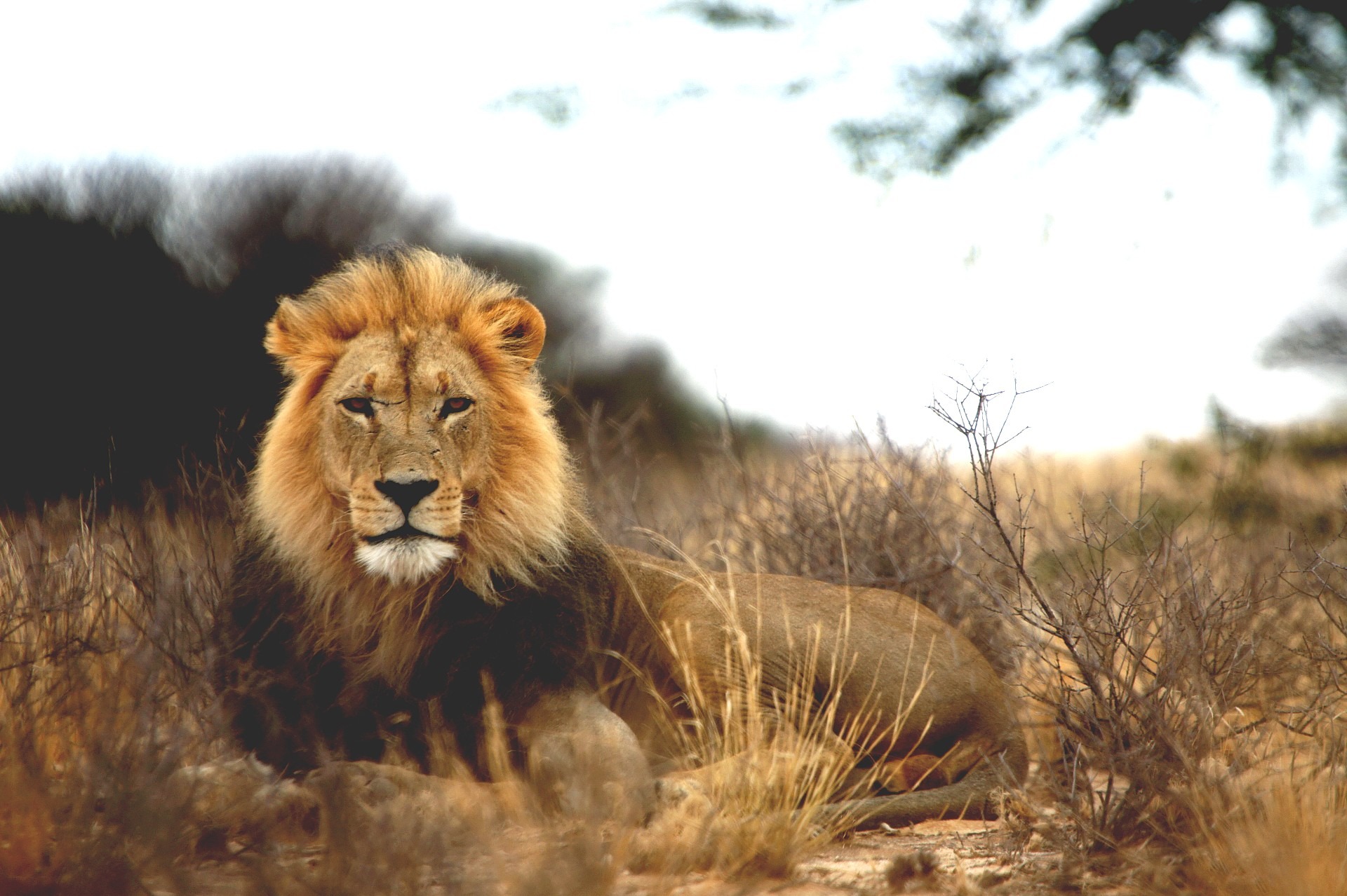 The Accidental Poem - Stories by Frieda McRae