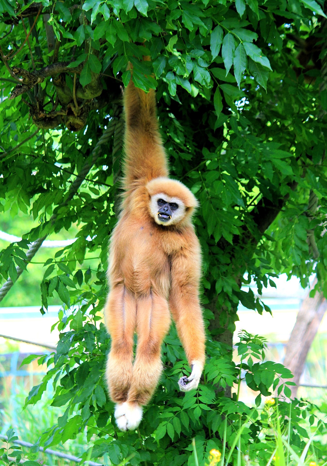 The Accidental Poem - Stories by Frieda McRae