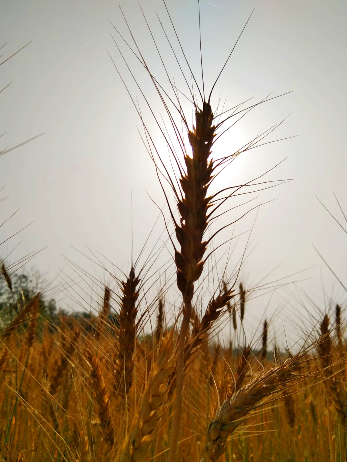 Like Seeds - Stories by Frieda McRae