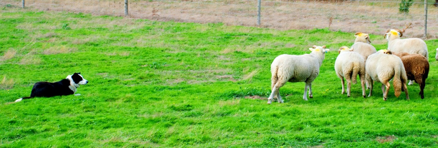 The Accidental Poem - Stories by Frieda McRae