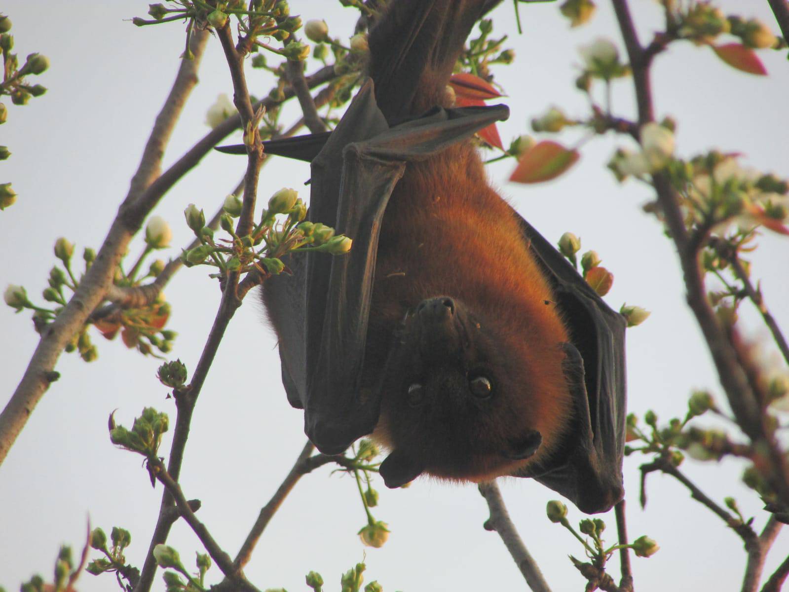 A Haggle of Hornbills - Stories by Frieda McRae