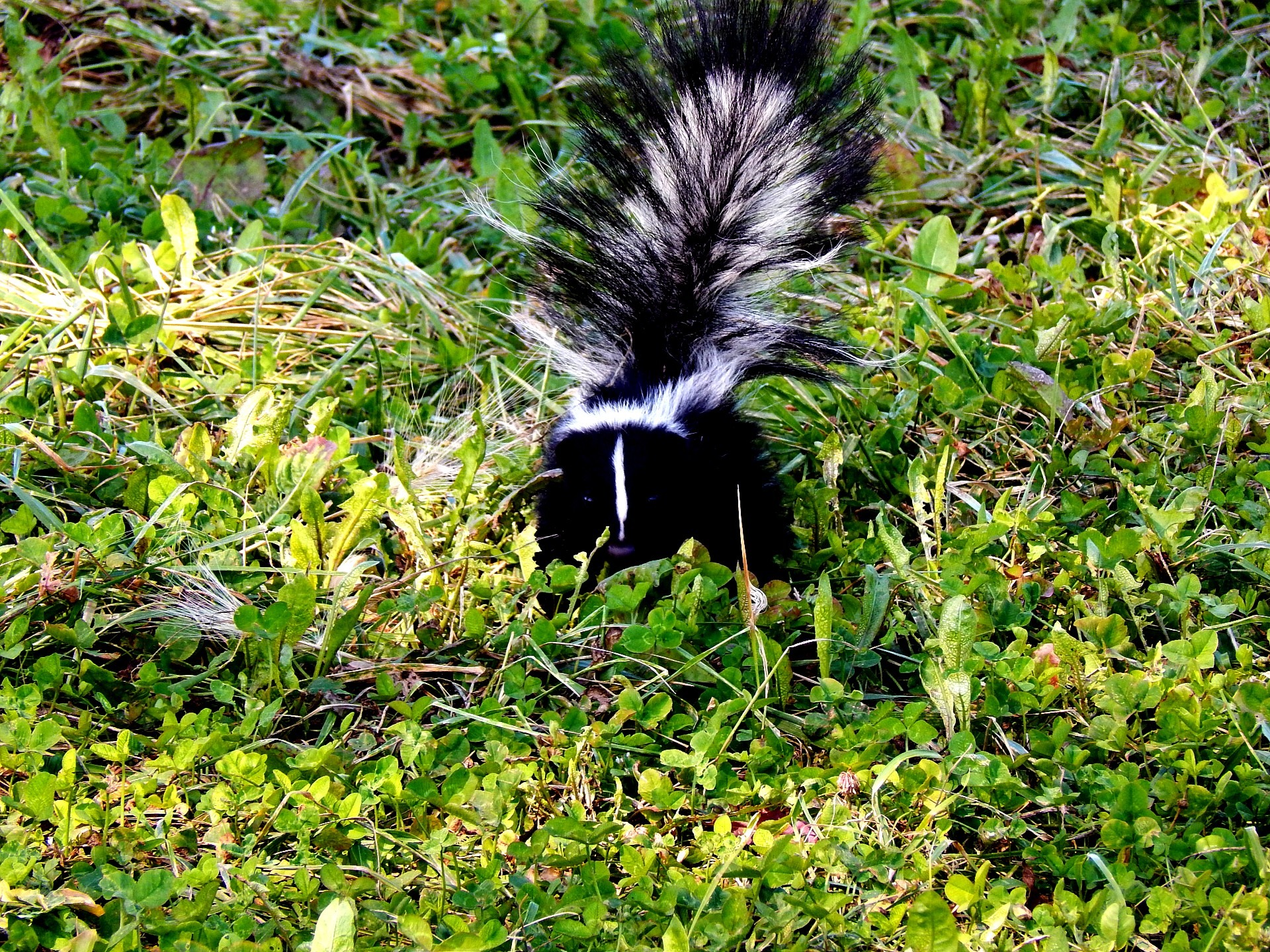 The Accidental Poem - Stories by Frieda McRae