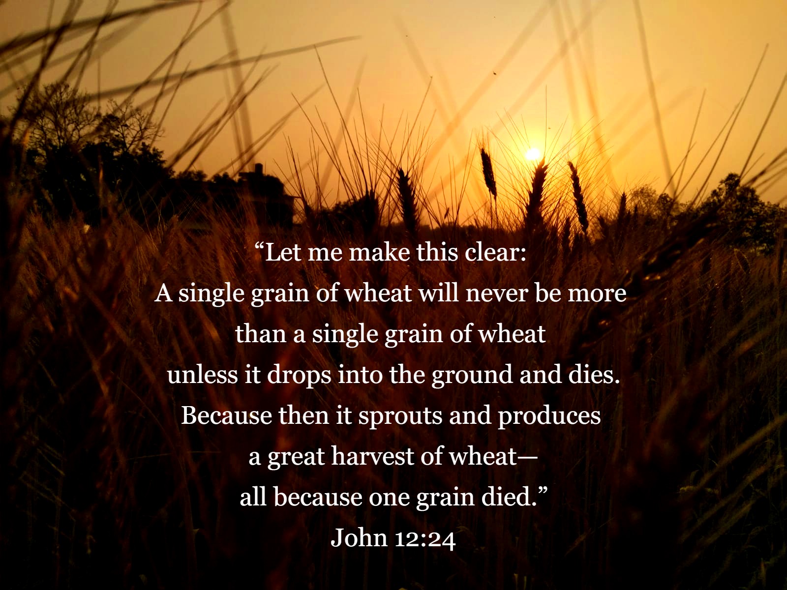 Like Seeds - Stories by Frieda McRae