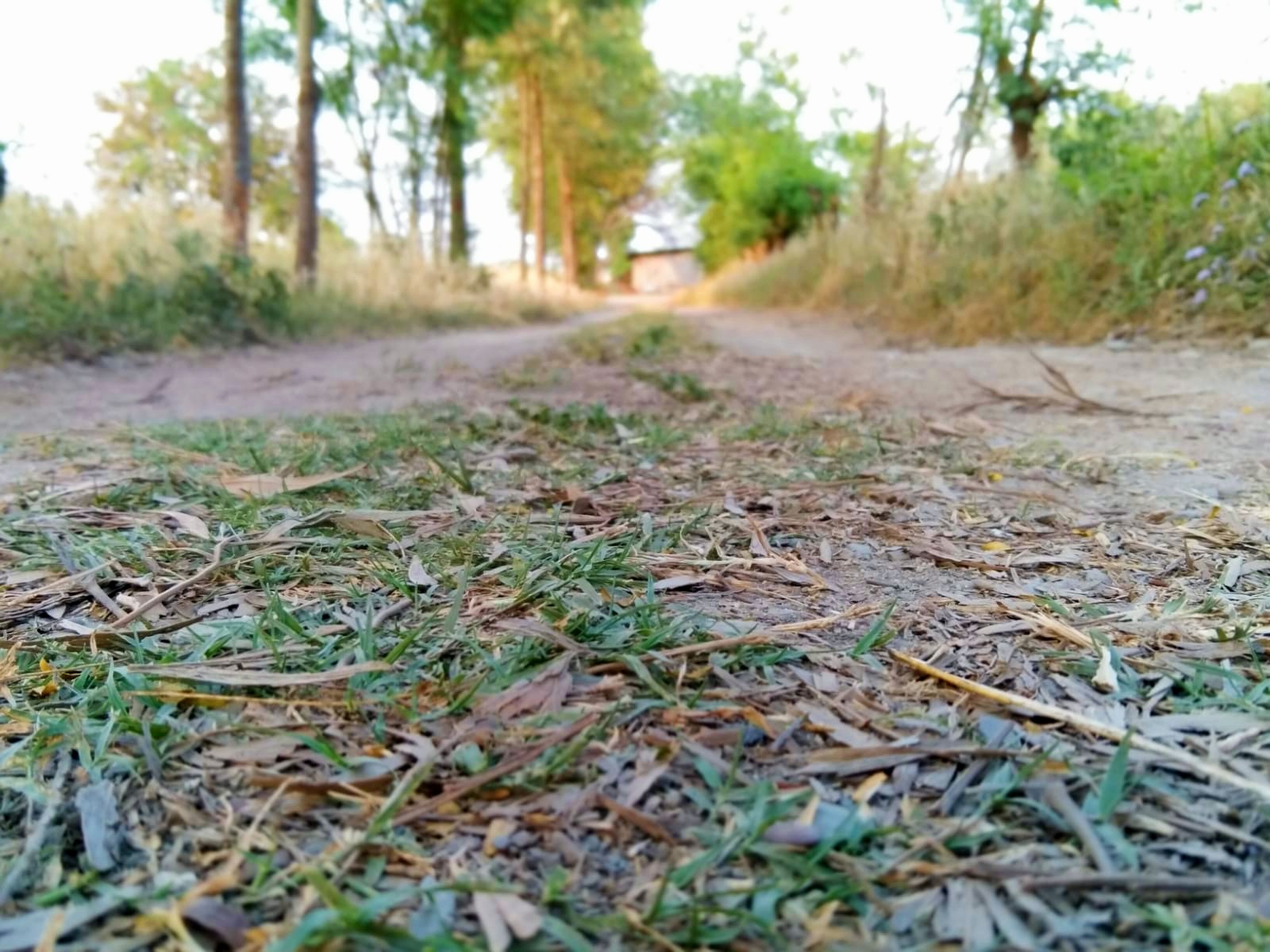 Like Seeds - Stories by Frieda McRae