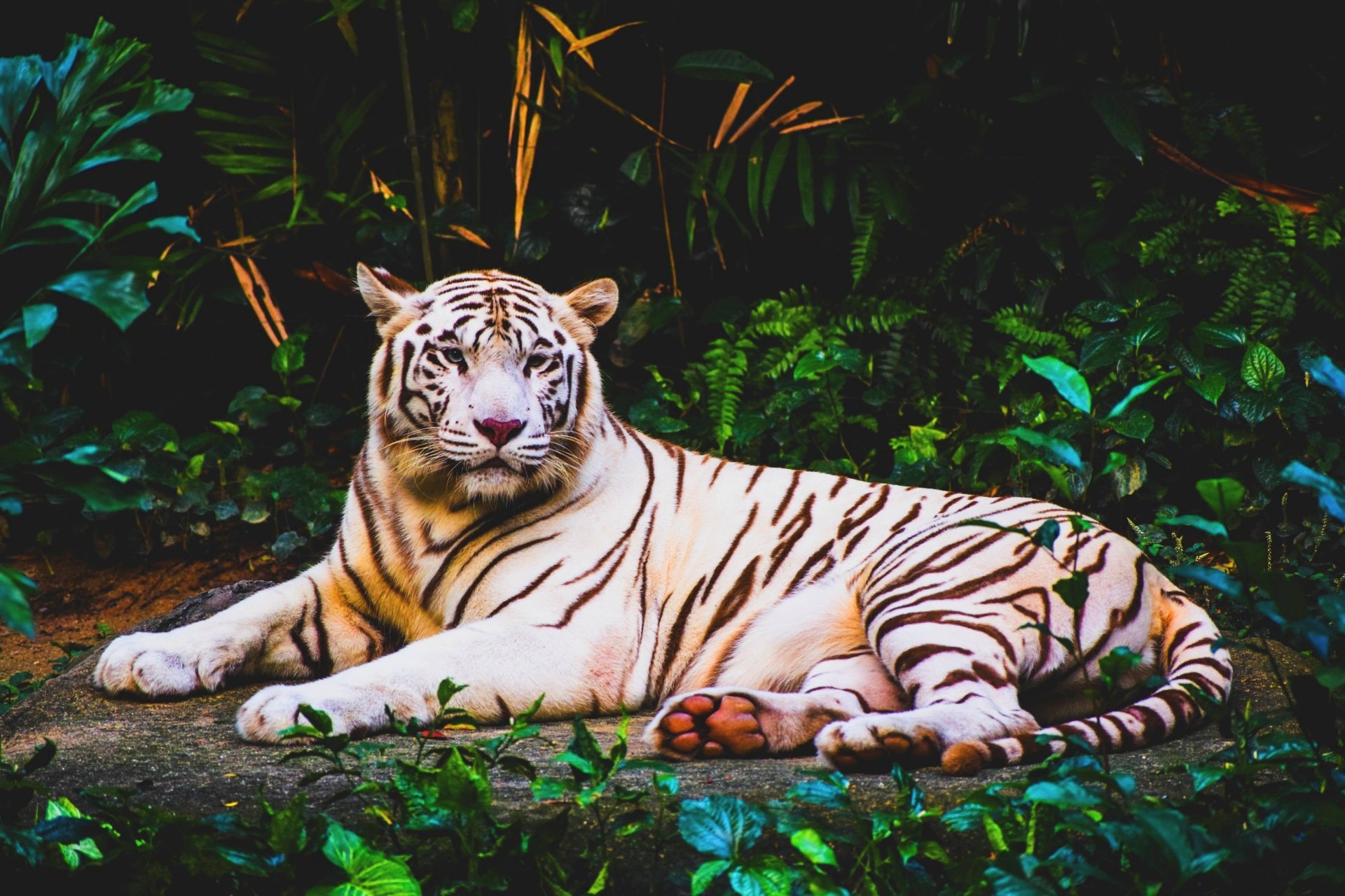 Veiled Eyes - Stories by Frieda McRae