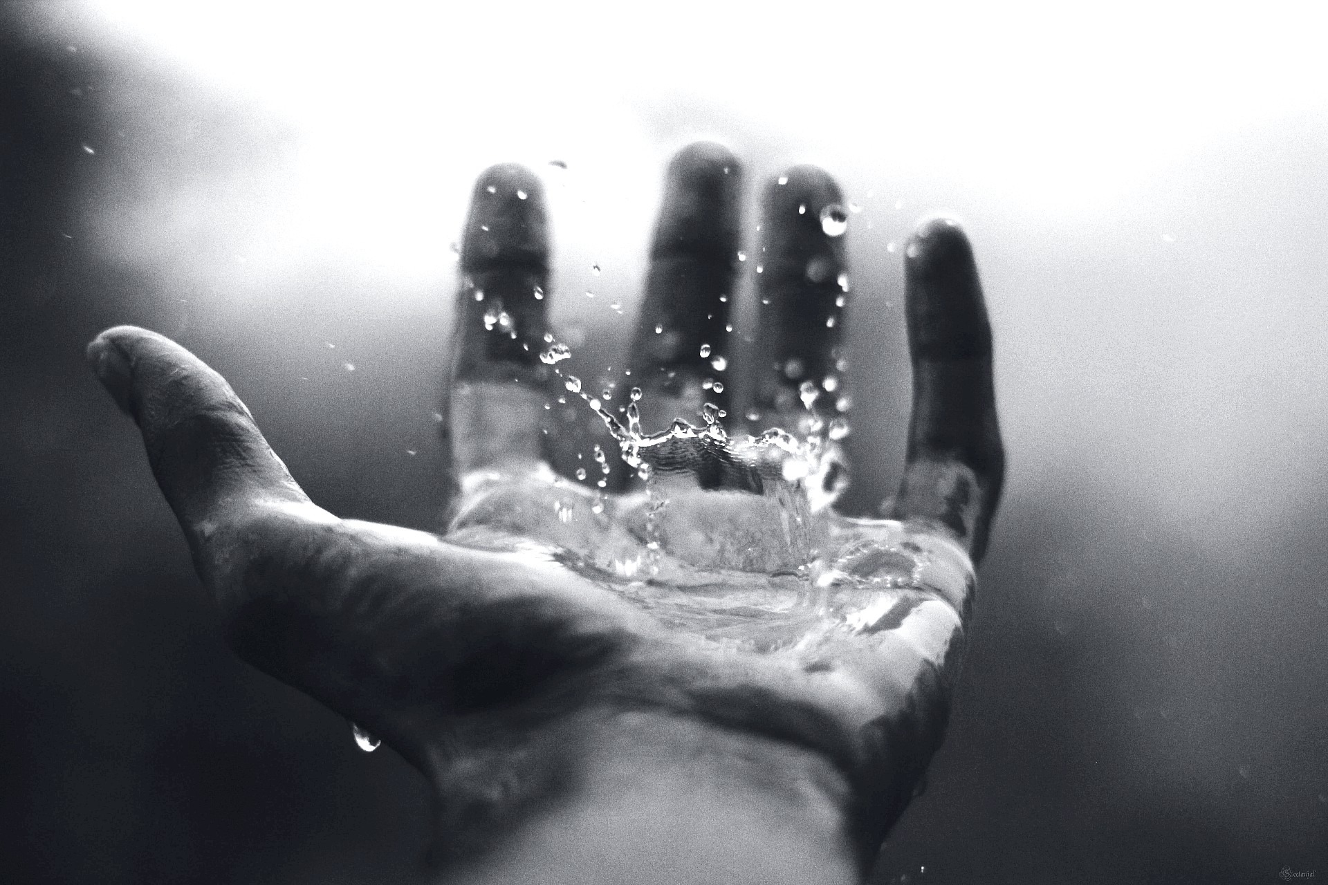 The Wisdom of Job - Stories by Frieda McRae