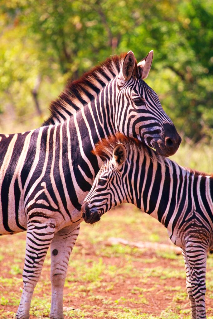 The Accidental Poem - Stories by Frieda McRae